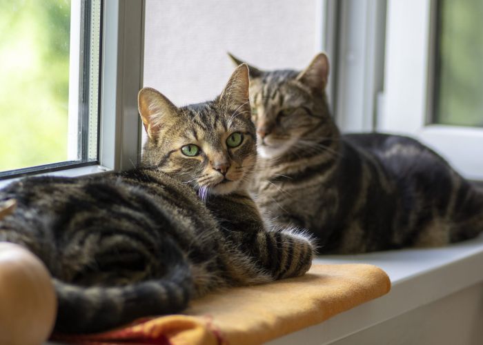 Two tabby cats lounging on a windowsill, one in the foreground looking toward the camera.