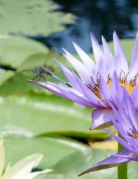 Purple water lilies blossoming in San Angelo TX