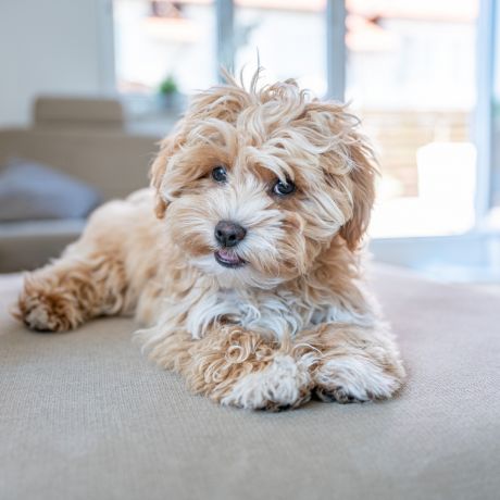 Small fluffy tan dog sitting on a gray couch